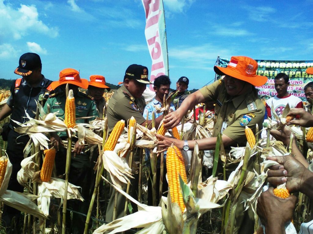 Danramil dampingi Bupati Panen raya Jagung
